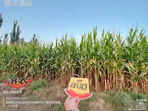 The effect of using Jinnong Letu to store corn in Xinjiang(图2)
