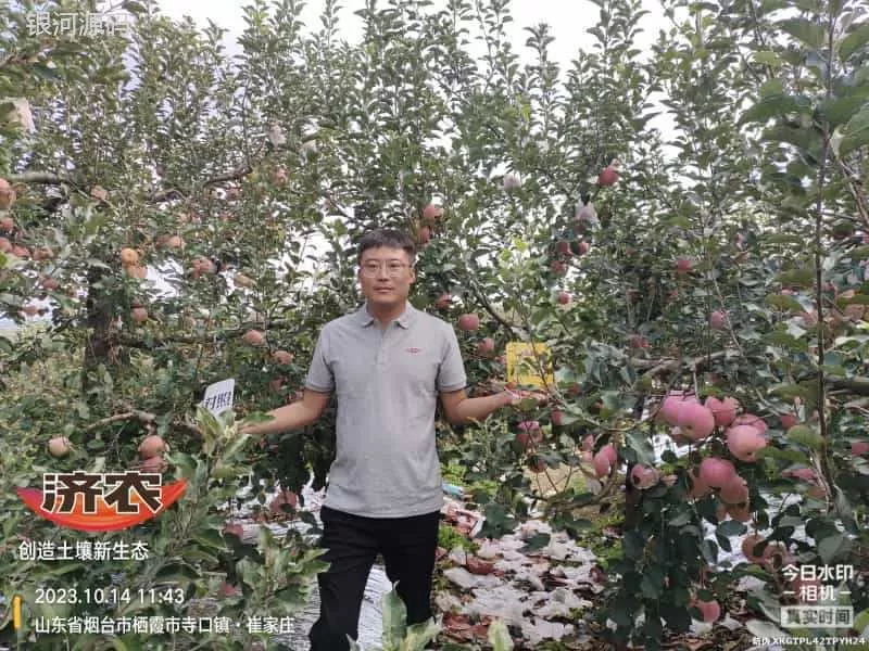 山东烟台苹果使用济农乐土的效果(图1)
