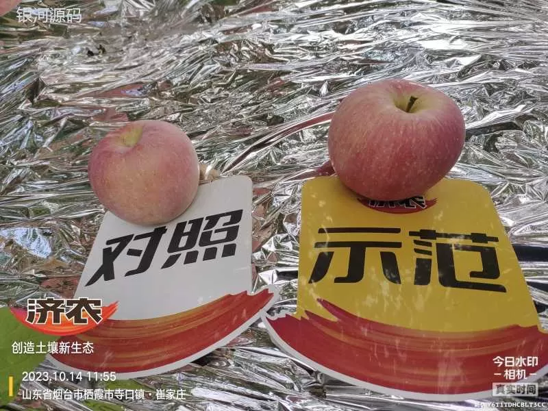 山东烟台苹果使用济农乐土的效果(图2)