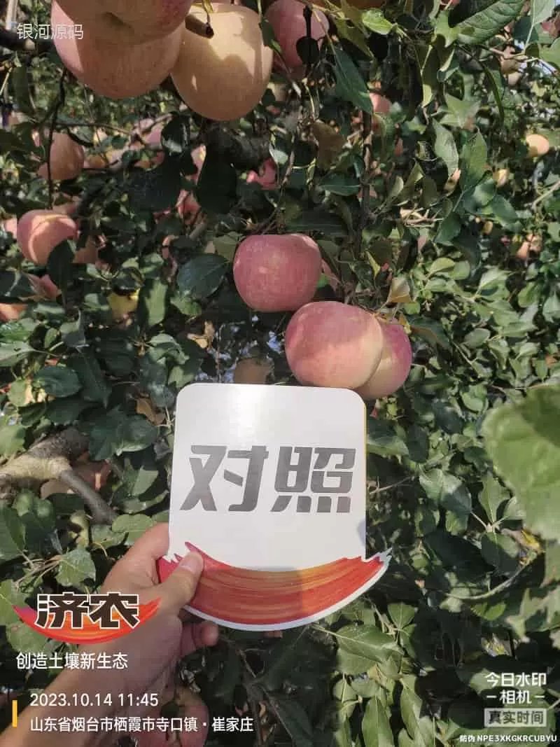 山东烟台苹果使用济农乐土的效果(图4)