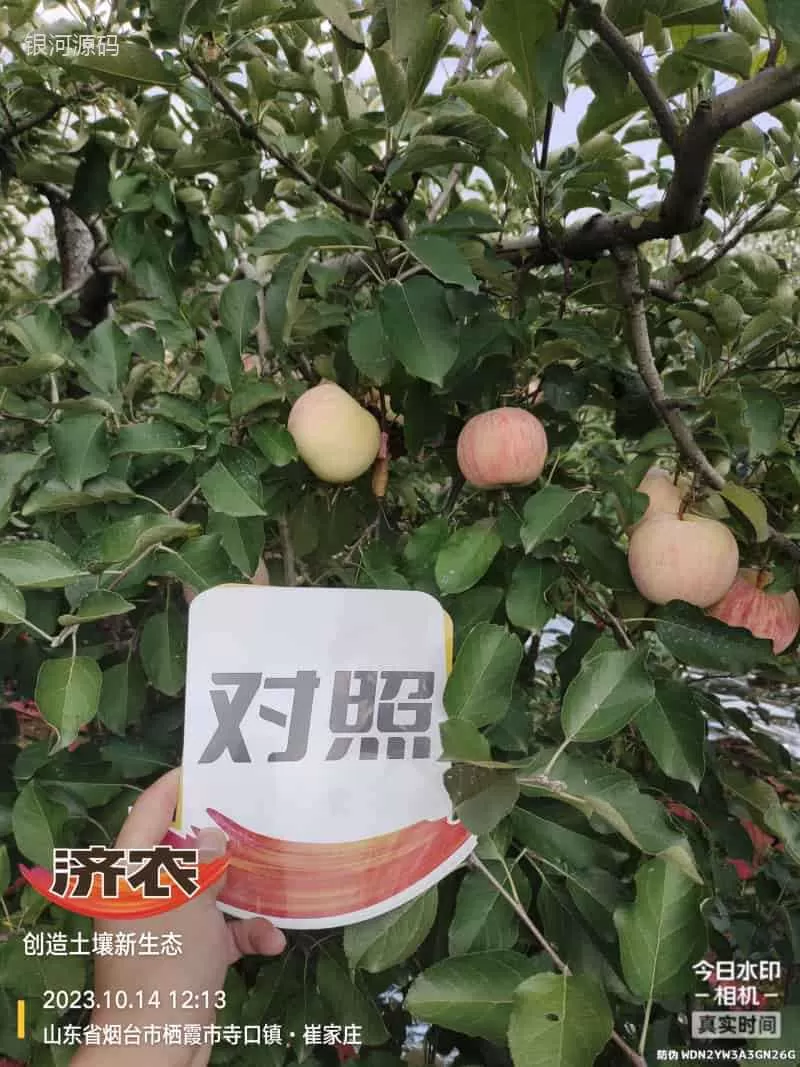 山东烟台条纹苹果使用济农乐土的效果(图6)
