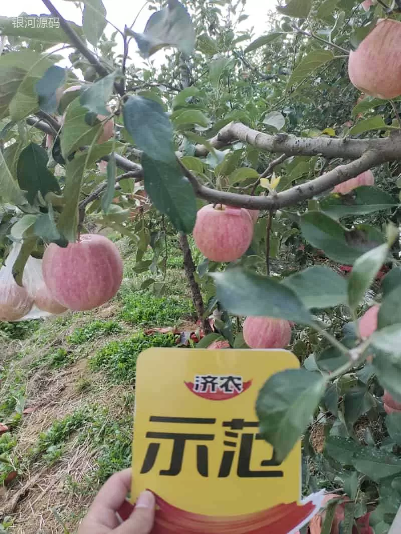 山东烟台条纹苹果使用济农乐土的效果(图5)