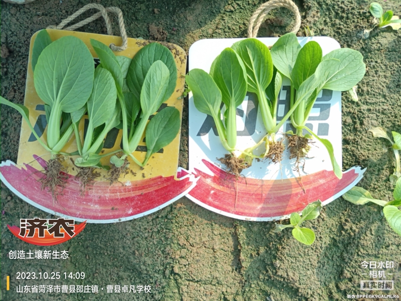The Effect of Using Jinan Agricultural Products for Rapeseed in Heze, Shandong Province(图3)