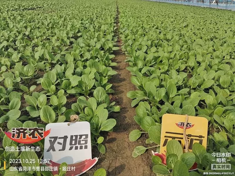 The Effect of Using Jinan Agricultural Products for Rapeseed in Heze, Shandong Province(图4)