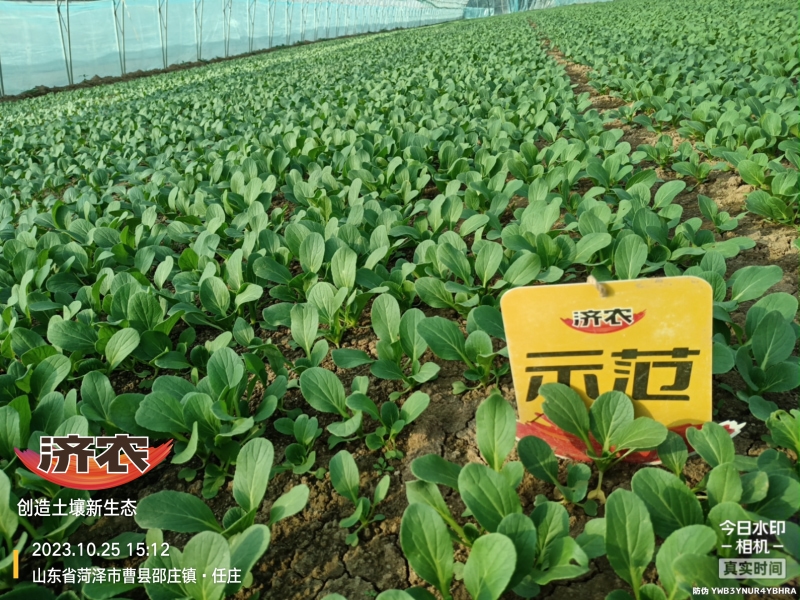 The Effect of Using Jinan Agricultural Products for Rapeseed in Heze, Shandong Province(图5)