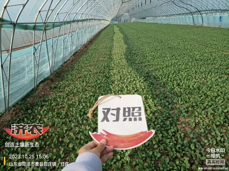The Effect of Using Jinan Agricultural Products for Rapeseed in Heze, Shandong Province(图4)