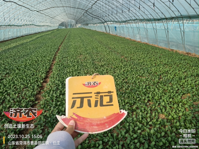 The Effect of Using Jinan Agricultural Products for Rapeseed in Heze, Shandong Province(图3)
