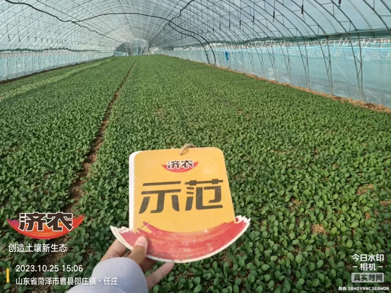 The Effect of Using Jinan Agricultural Products for Rapeseed in Heze, Shandong Province(图3)