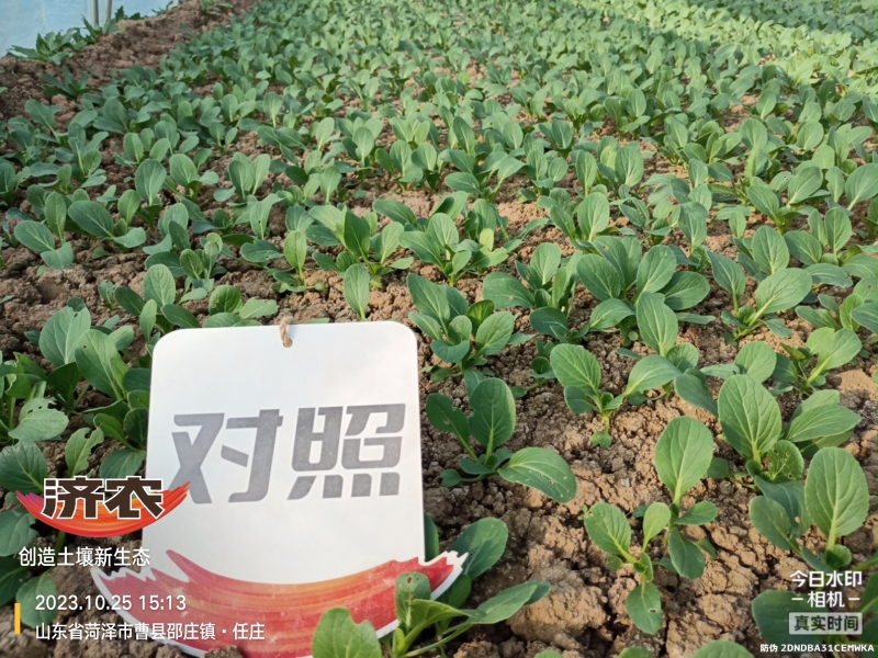 The Effect of Using Jinan Agricultural Products for Rapeseed in Heze, Shandong Province(图6)