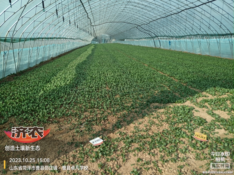 The Effect of Using Jinan Agricultural Products for Rapeseed in Heze, Shandong Province(图1)