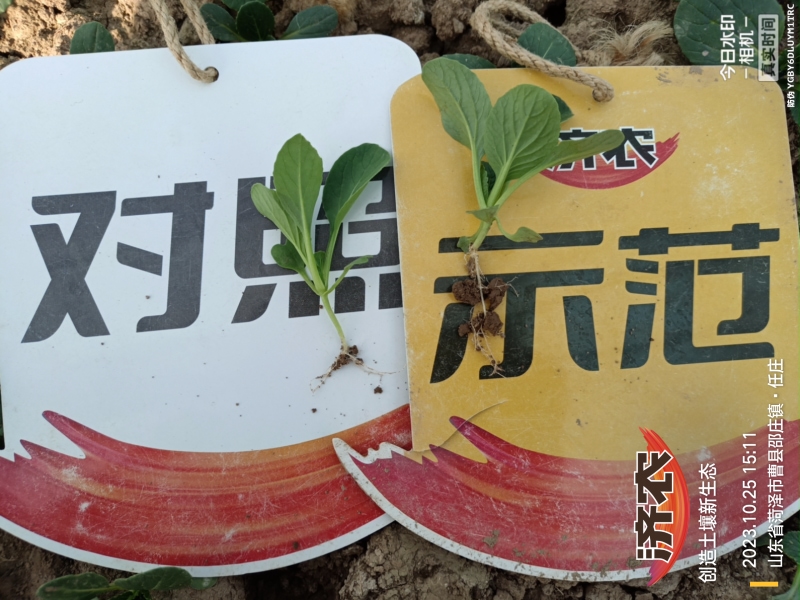The Effect of Using Jinan Agricultural Products for Rapeseed in Heze, Shandong Province(图2)