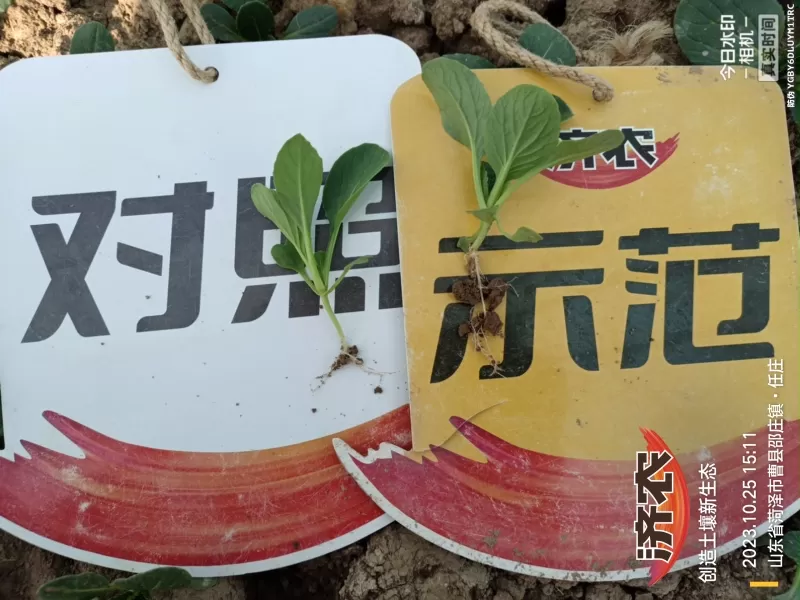 The Effect of Using Jinan Agricultural Products for Rapeseed in Heze, Shandong Province(图2)