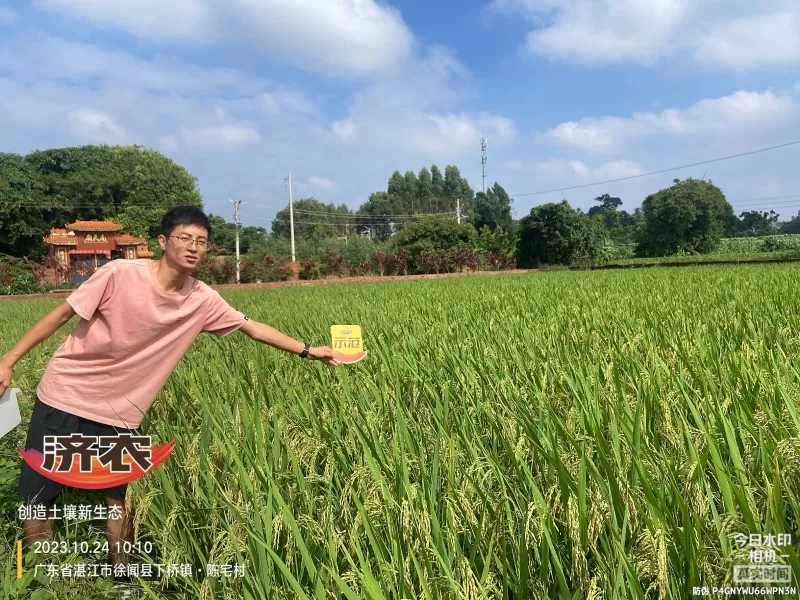 广东水稻使用济农产品的效果(图3)