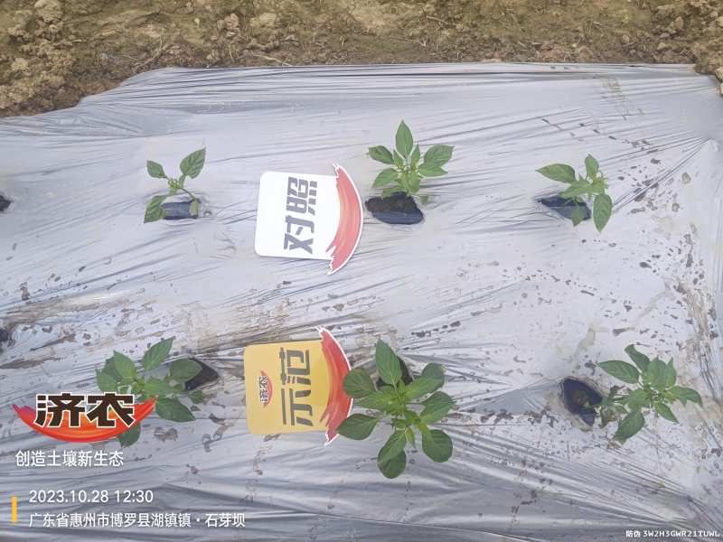 The effect of using agricultural products in Guangdong chili peppers(图2)