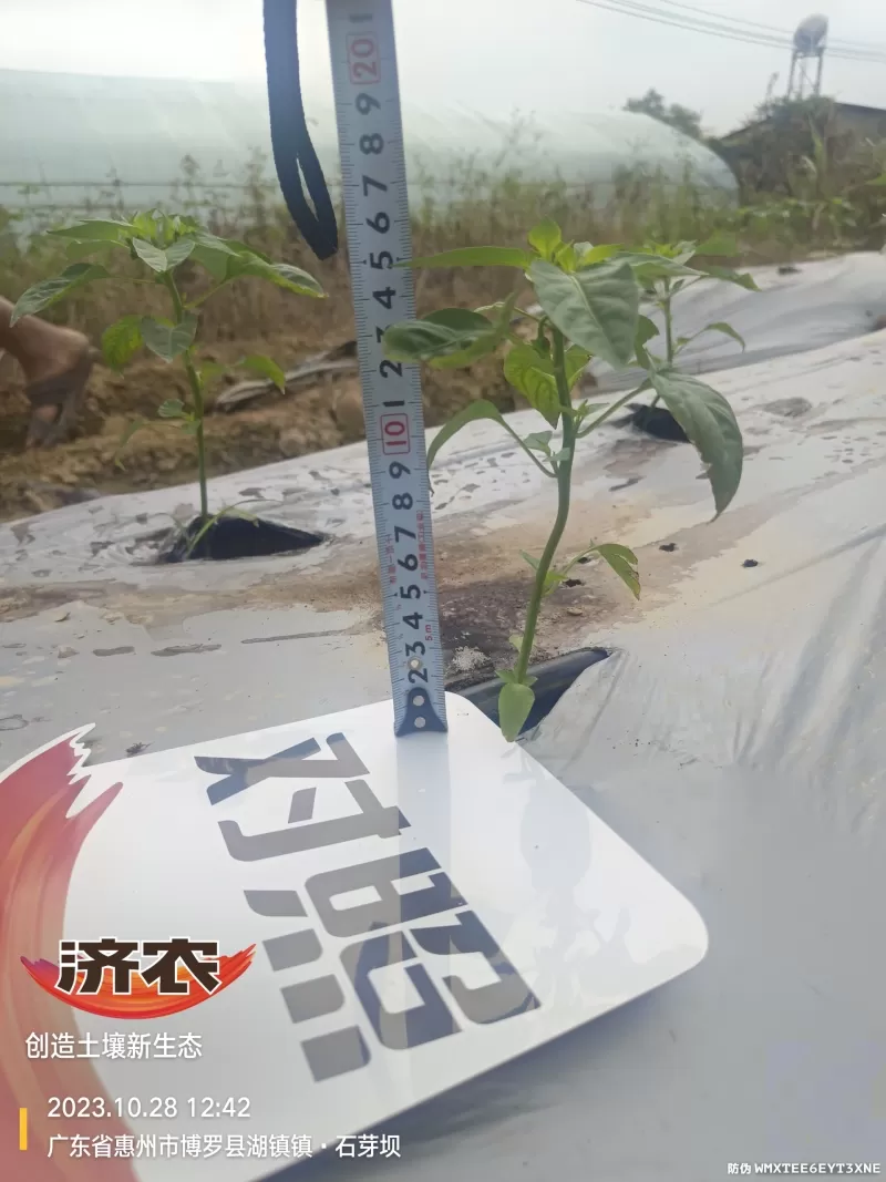 The effect of using agricultural products in Guangdong chili peppers(图4)