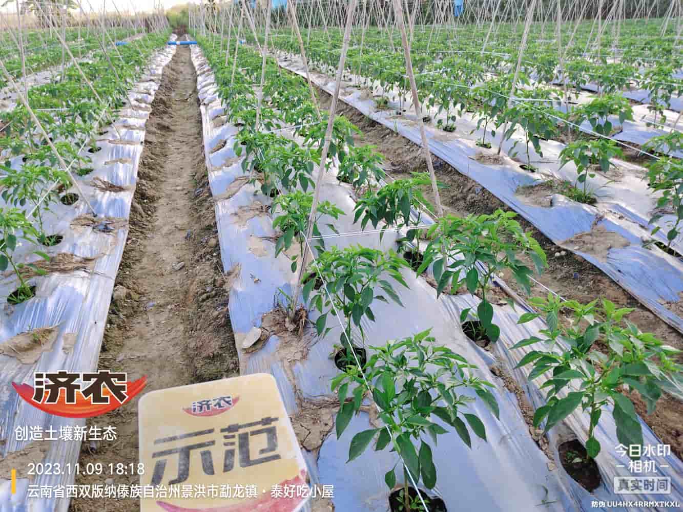 The use of chili peppers in Xishuangbanna, Yunnan and the effects of agricultural products(图2)