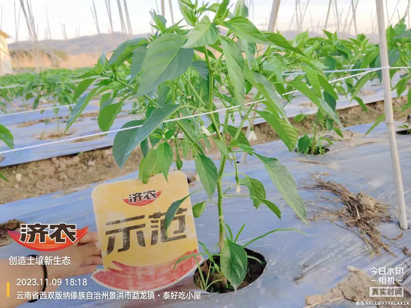 The use of chili peppers in Xishuangbanna, Yunnan and the effects of agricultural products(图4)