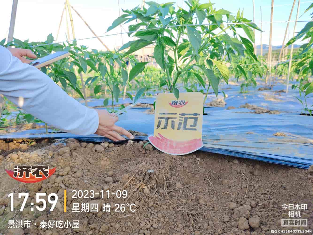云南西双版纳辣椒使用及农产品的效果(图6)