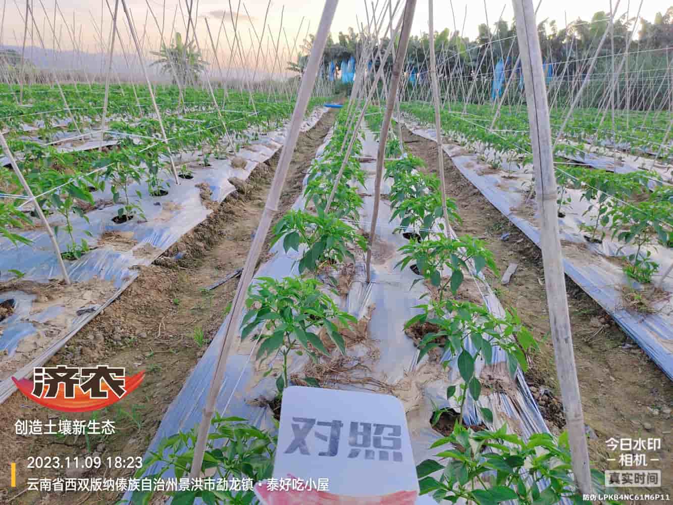 云南西双版纳辣椒使用及农产品的效果(图3)