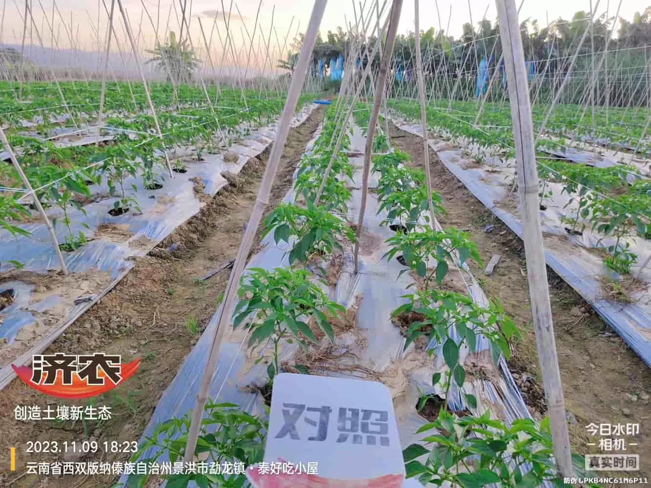 The use of chili peppers in Xishuangbanna, Yunnan and the effects of agricultural products(图3)