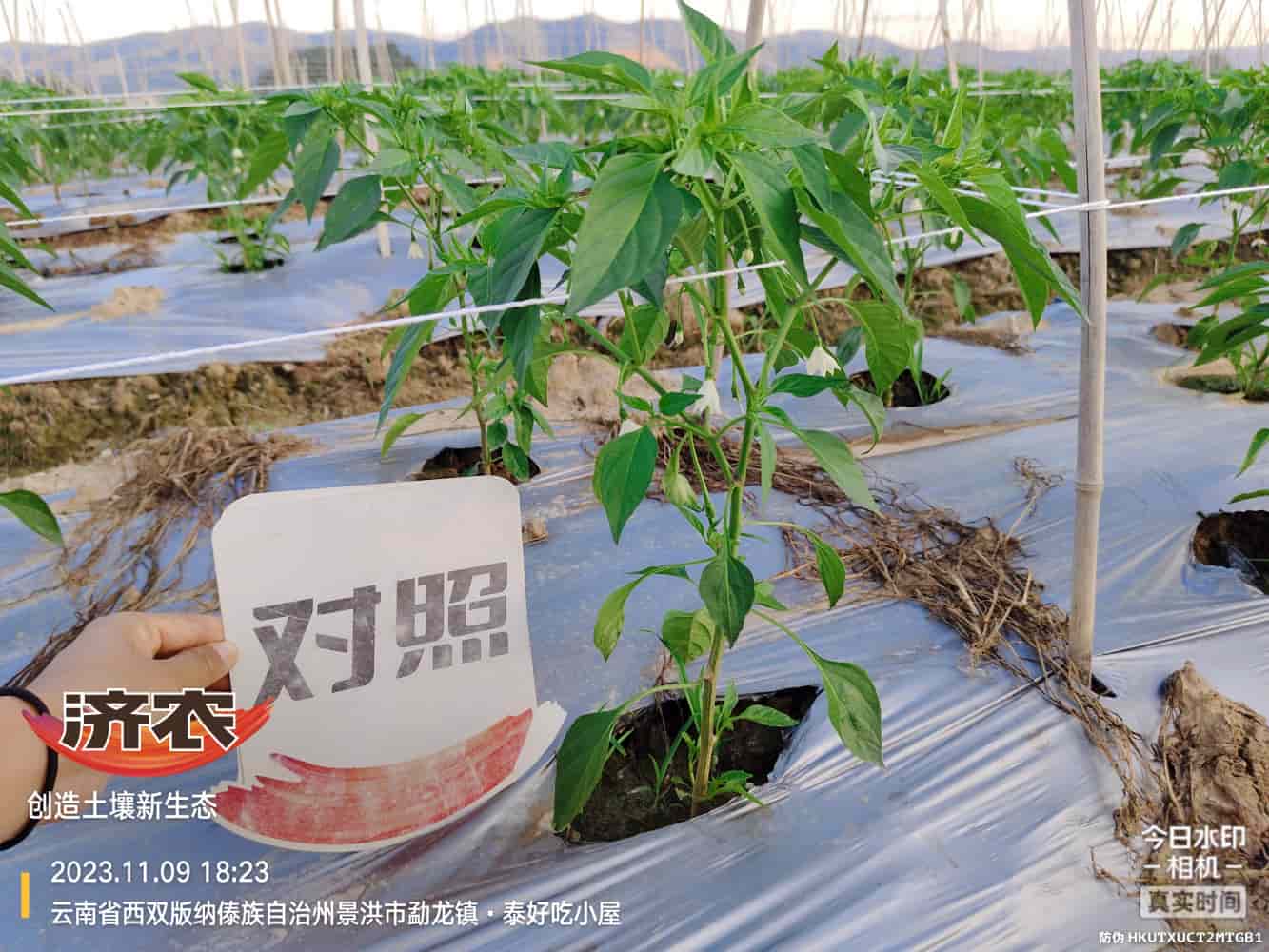云南西双版纳辣椒使用及农产品的效果(图5)