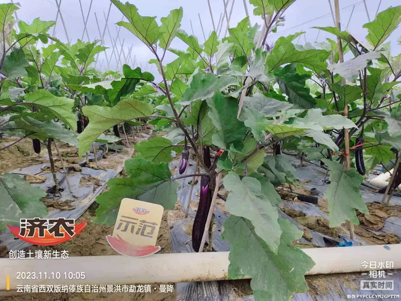 云南长茄使用济农乐土的效果(图3)