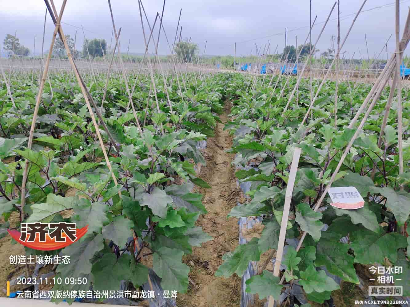 The Effect of Using Jinong Letu with Eggplant in Xishuangbanna, Yunnan(图2)