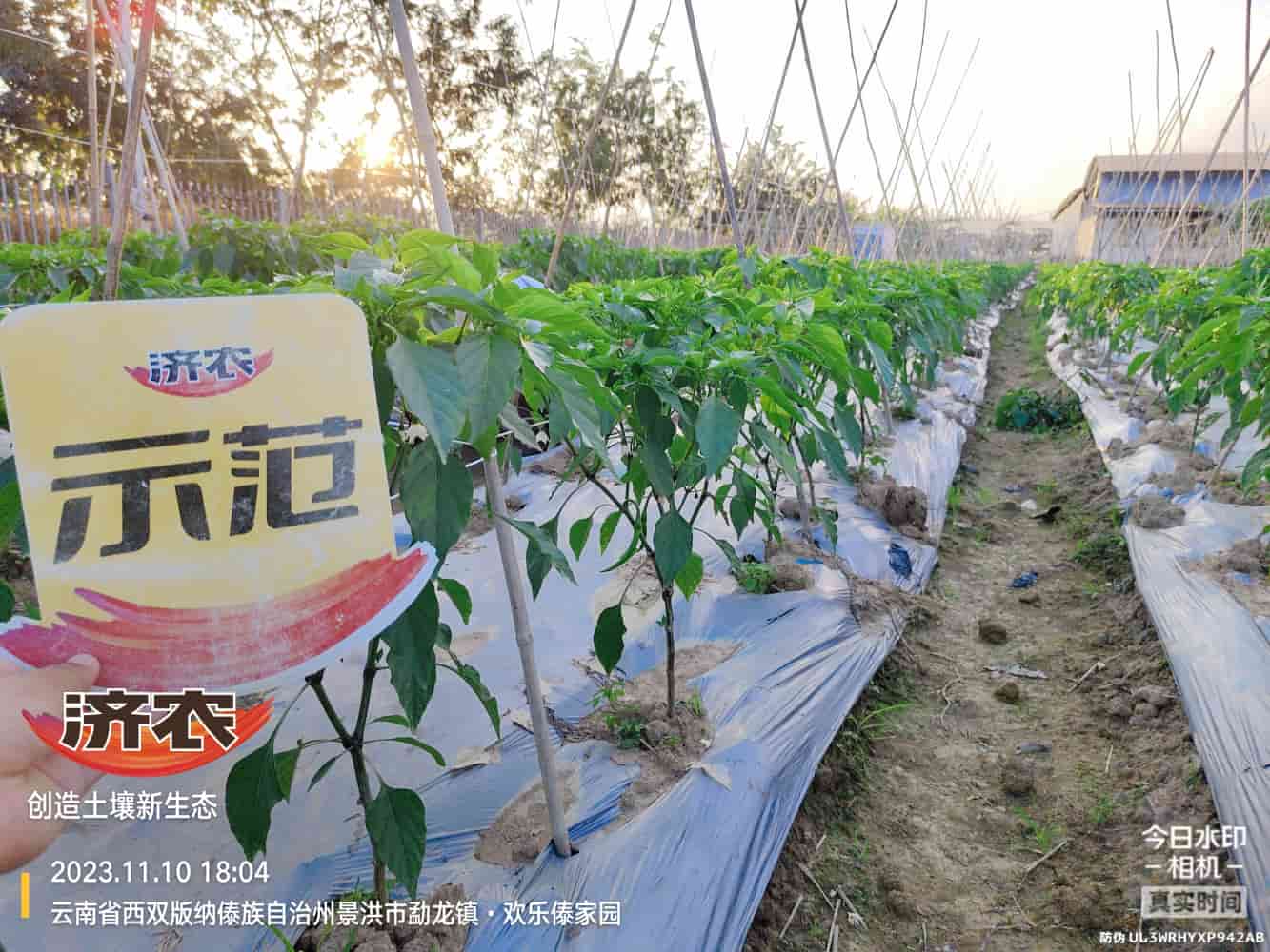 The Effect of Using Jinan Agricultural Products for Chili Peppers in Xishuangbanna, Yunnan(图3)