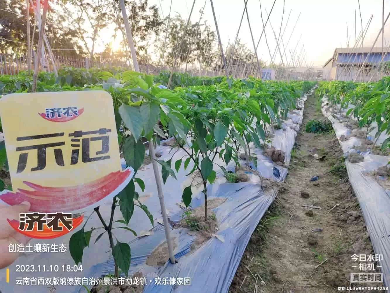 云南辣椒使用济农乐土的效果(图3)
