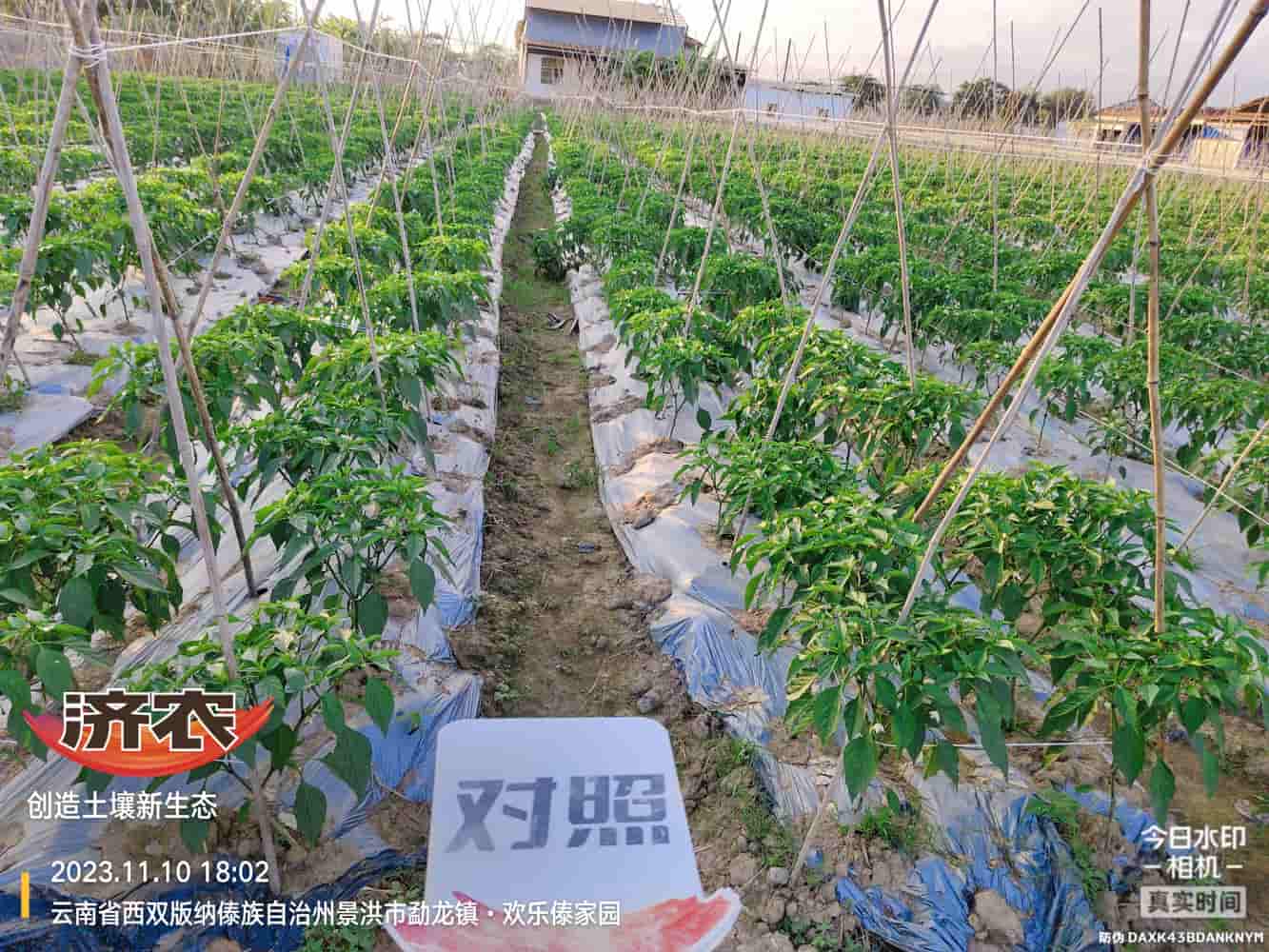 The Effect of Using Jinan Agricultural Products for Chili Peppers in Xishuangbanna, Yunnan(图2)