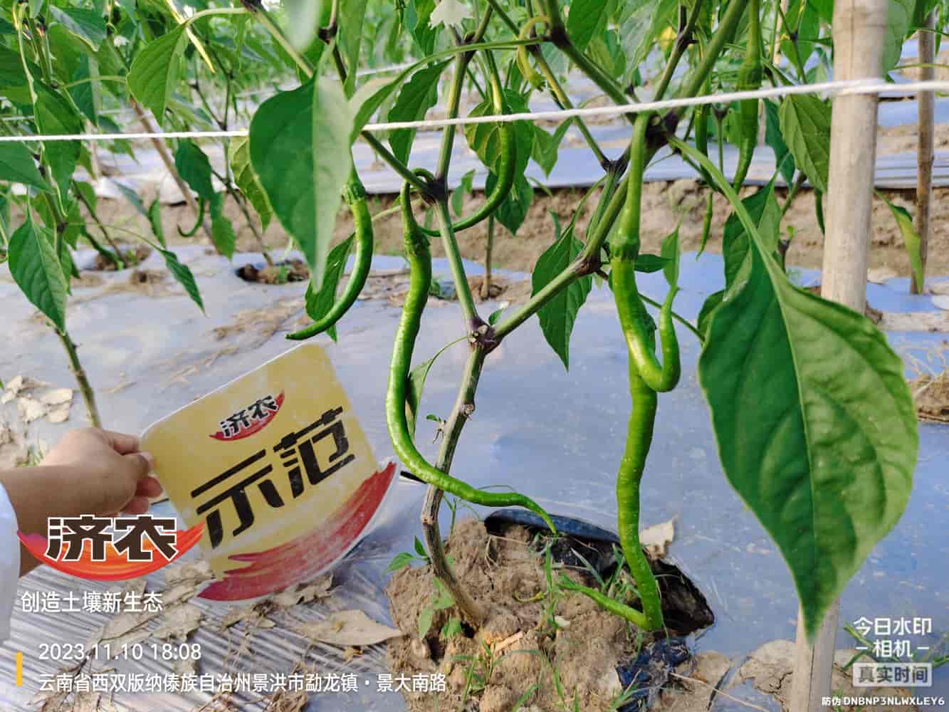 The Effect of Using Jinan Agricultural Products for Chili Peppers in Xishuangbanna, Yunnan(图5)