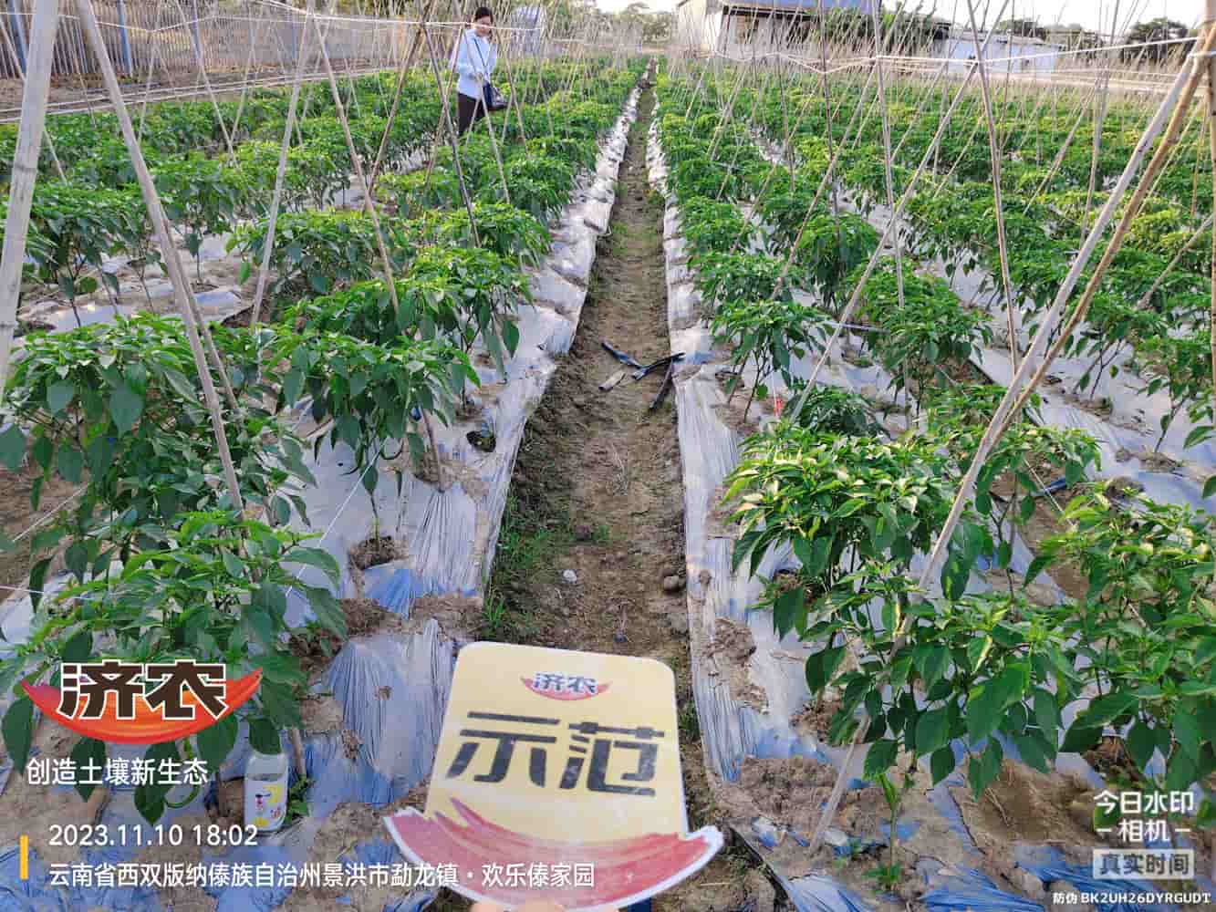 The Effect of Using Jinan Agricultural Products for Chili Peppers in Xishuangbanna, Yunnan(图1)