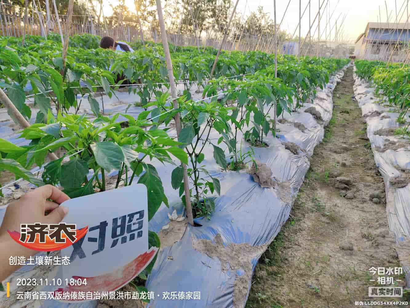The Effect of Using Jinan Agricultural Products for Chili Peppers in Xishuangbanna, Yunnan(图4)