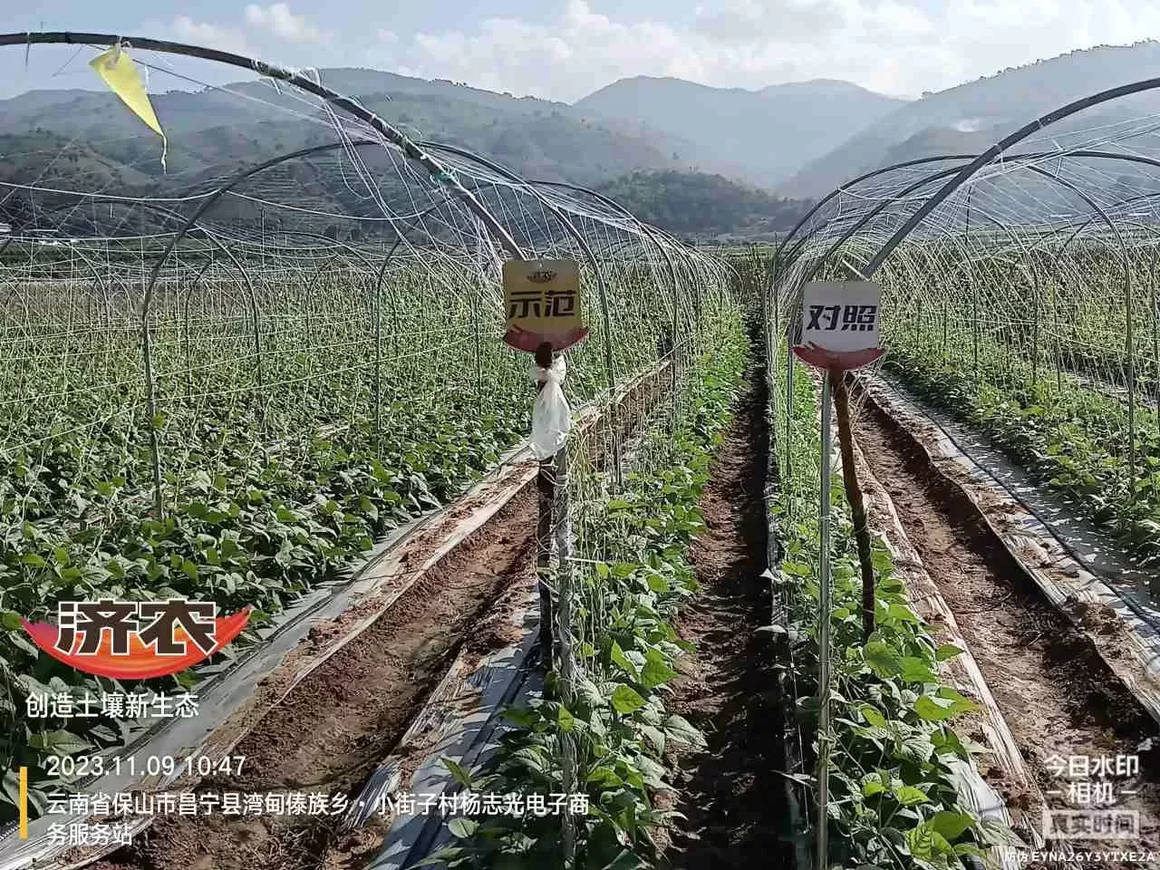 云南豆角使用济农大嘴根的效果(图1)