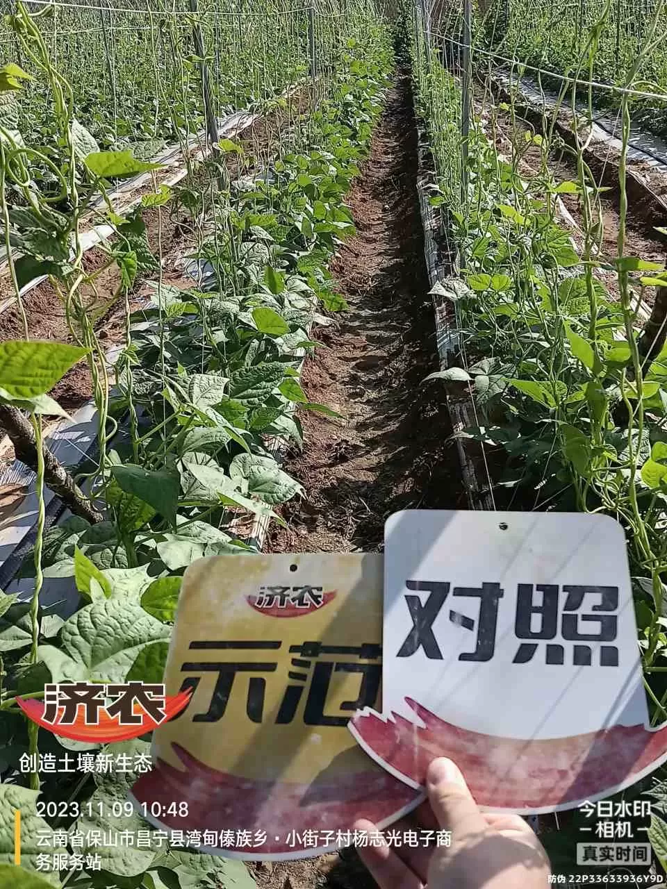 云南豆角使用济农大嘴根的效果(图2)