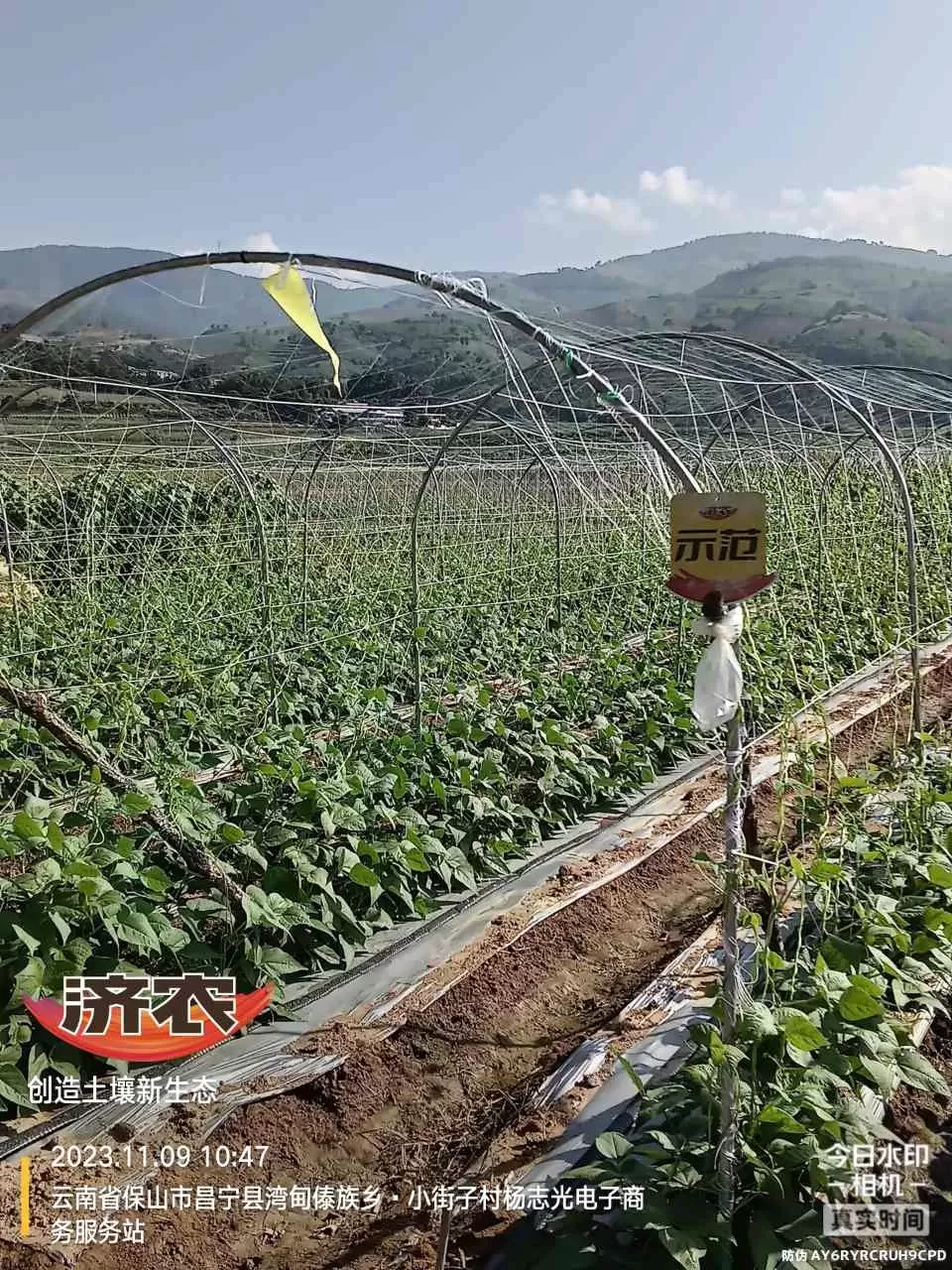 云南豆角使用济农大嘴根的效果(图3)