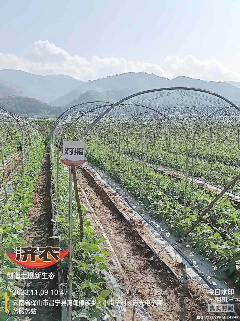 云南豆角使用济农大嘴根的效果(图4)