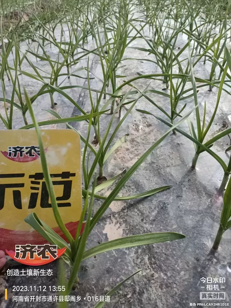 河南大蒜使用济农知马力的效果(图1)
