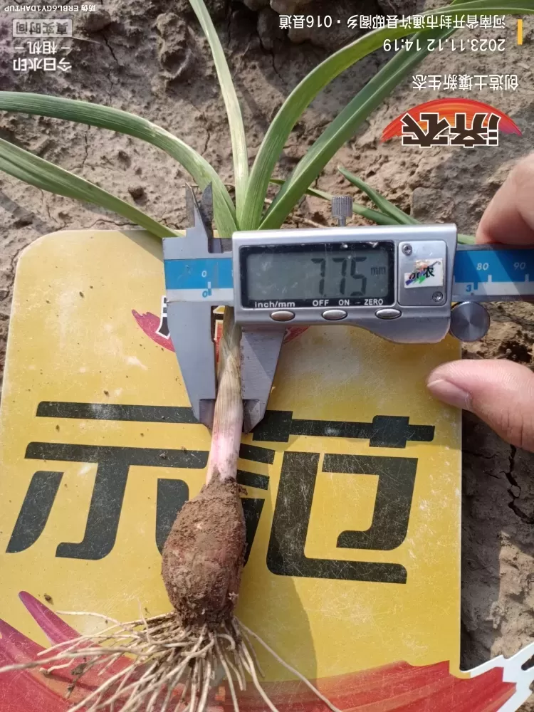 河南大蒜使用济农知马力的效果(图4)