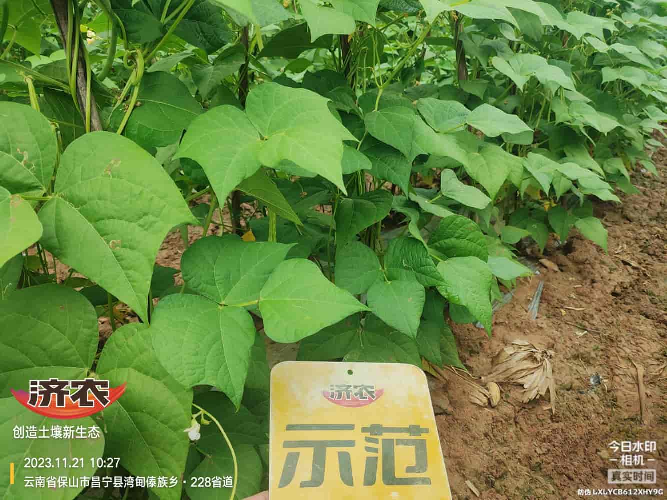 云南保山无筋豆使用济农产品的效果(图4)