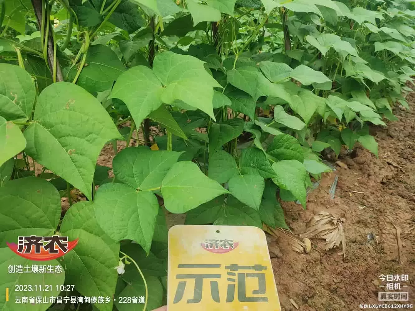 云南无筋豆使用济农壤优卫农+济农大嘴根的效果(图4)