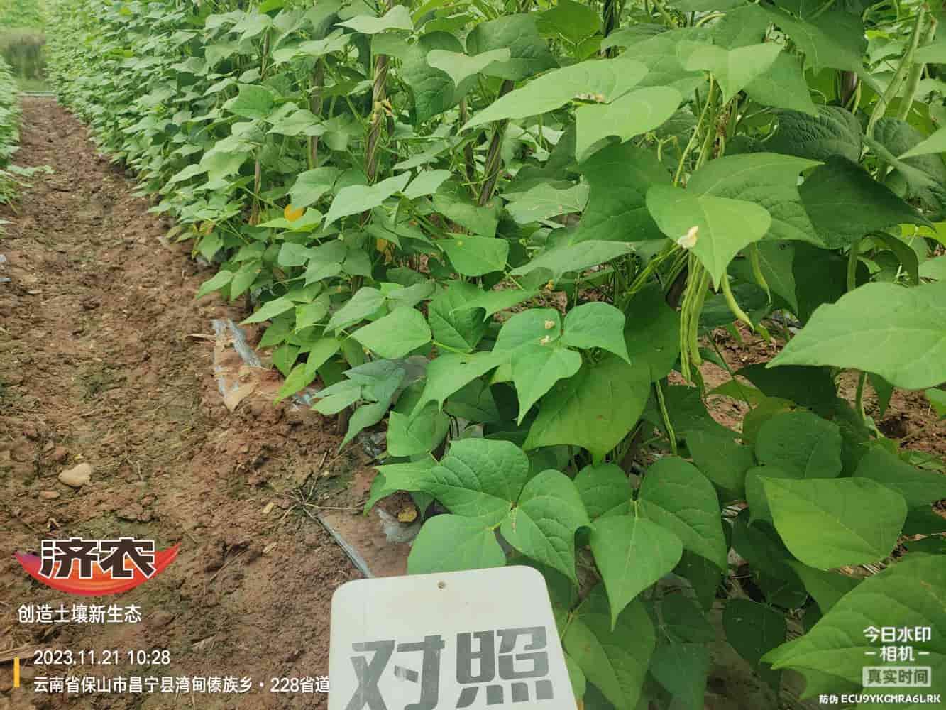 云南保山无筋豆使用济农产品的效果(图5)