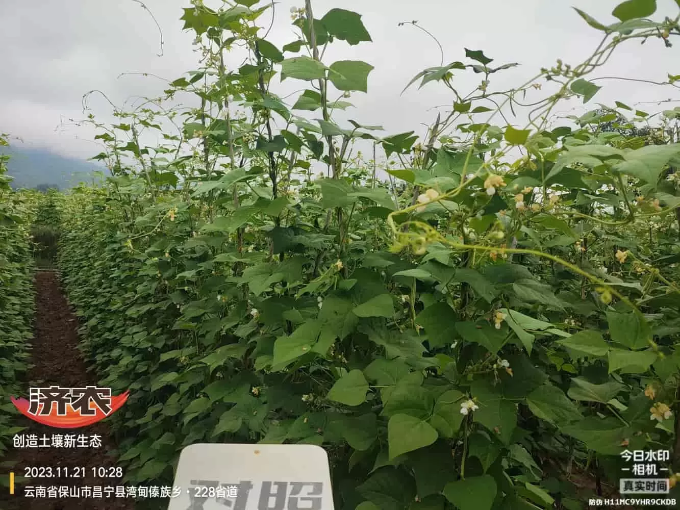 云南无筋豆使用济农壤优卫农+济农大嘴根的效果(图3)