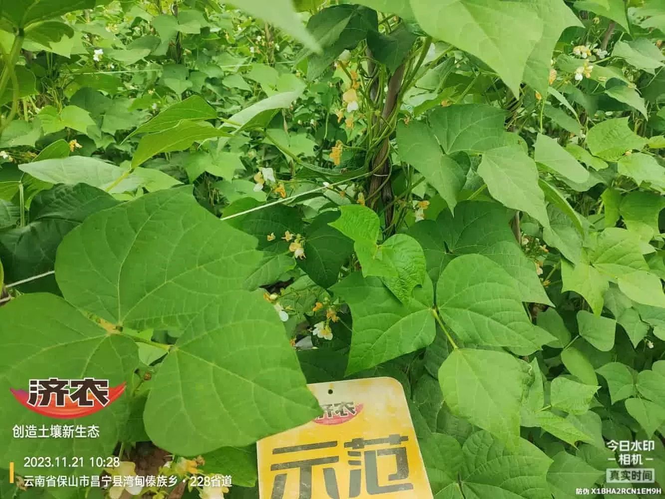 云南无筋豆使用济农壤优卫农+济农大嘴根的效果(图6)