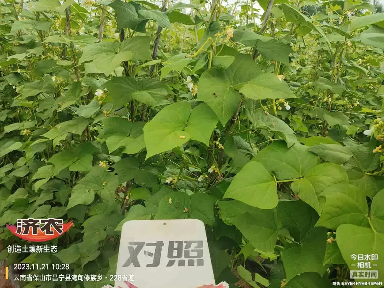 云南无筋豆使用济农壤优卫农+济农大嘴根的效果(图7)