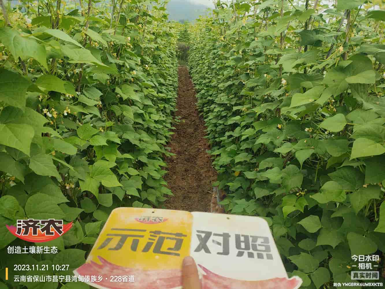 The effect of using agricultural products with gluten free beans in Baoshan, Yunnan(图1)