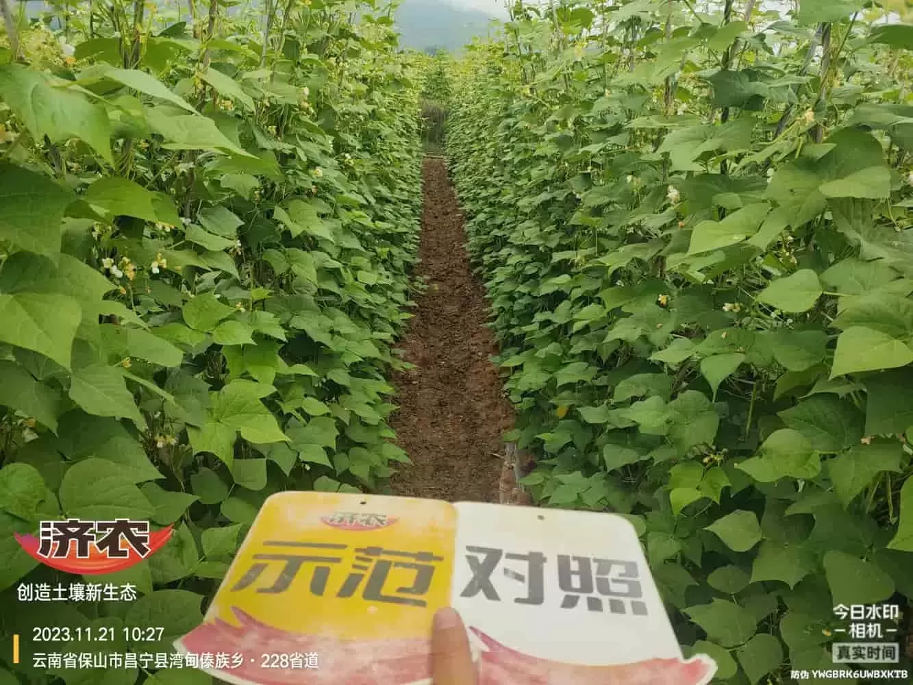 云南无筋豆使用济农壤优卫农+济农大嘴根的效果(图1)
