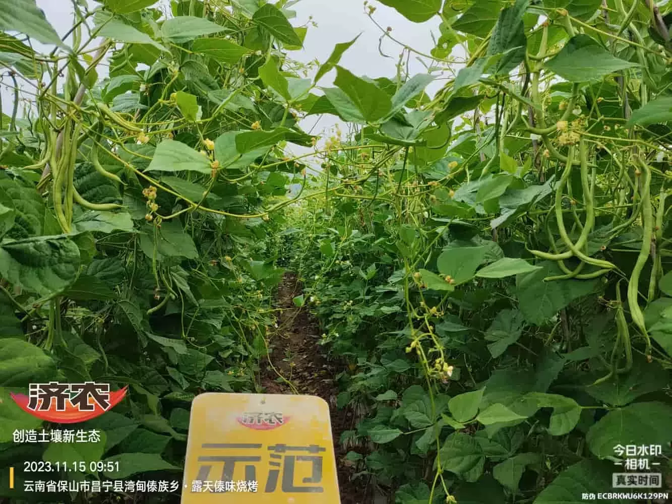 云南无筋豆使用济农乐土的效果(图4)