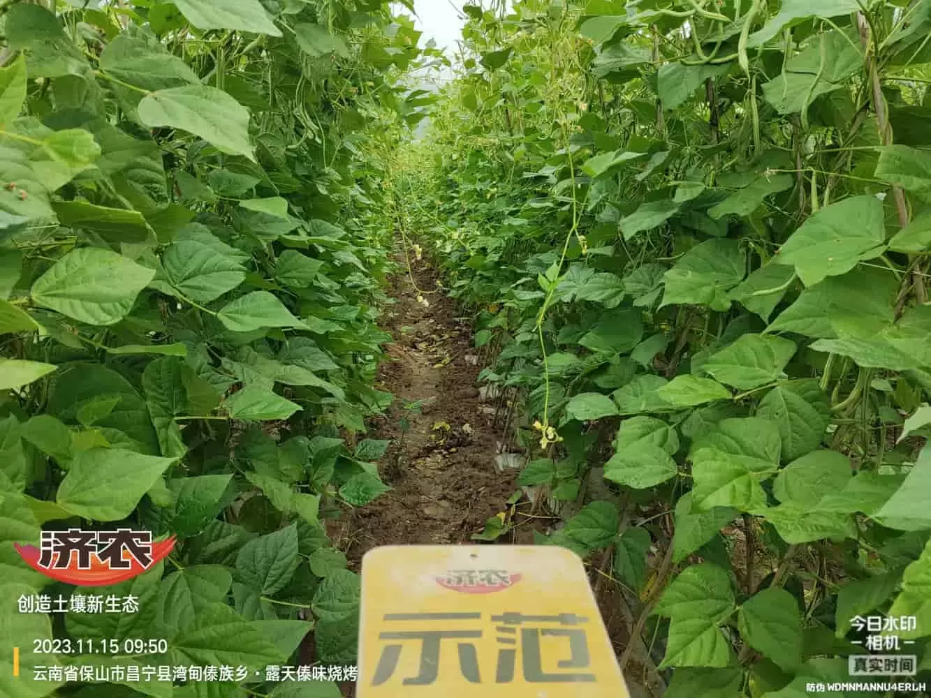 云南无筋豆使用济农乐土的效果(图2)