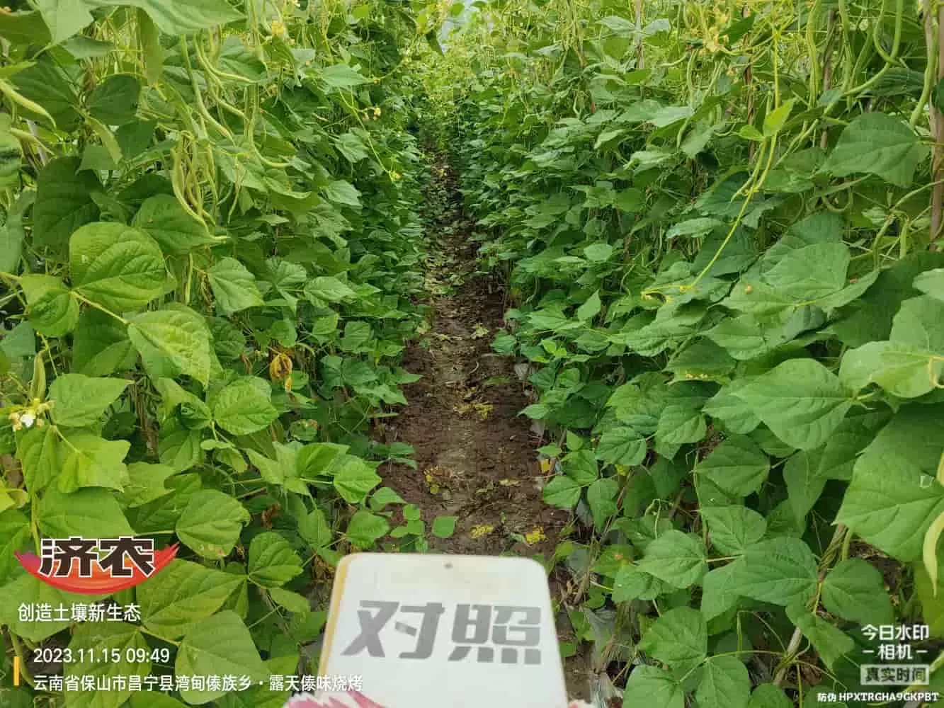 云南无筋豆使用济农乐土的效果(图3)